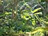 Doi Inthanon 014.jpg